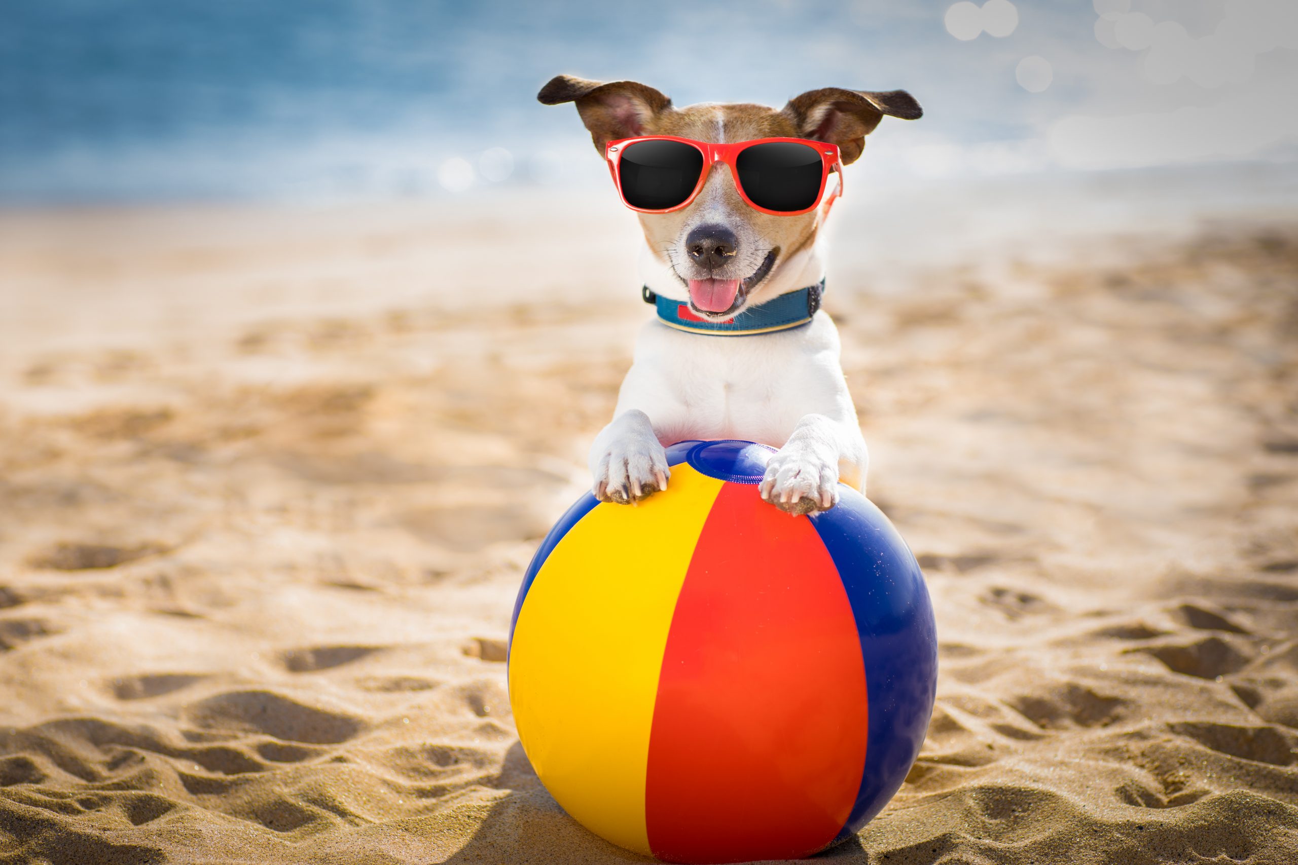 dog on beach ball at key west beach