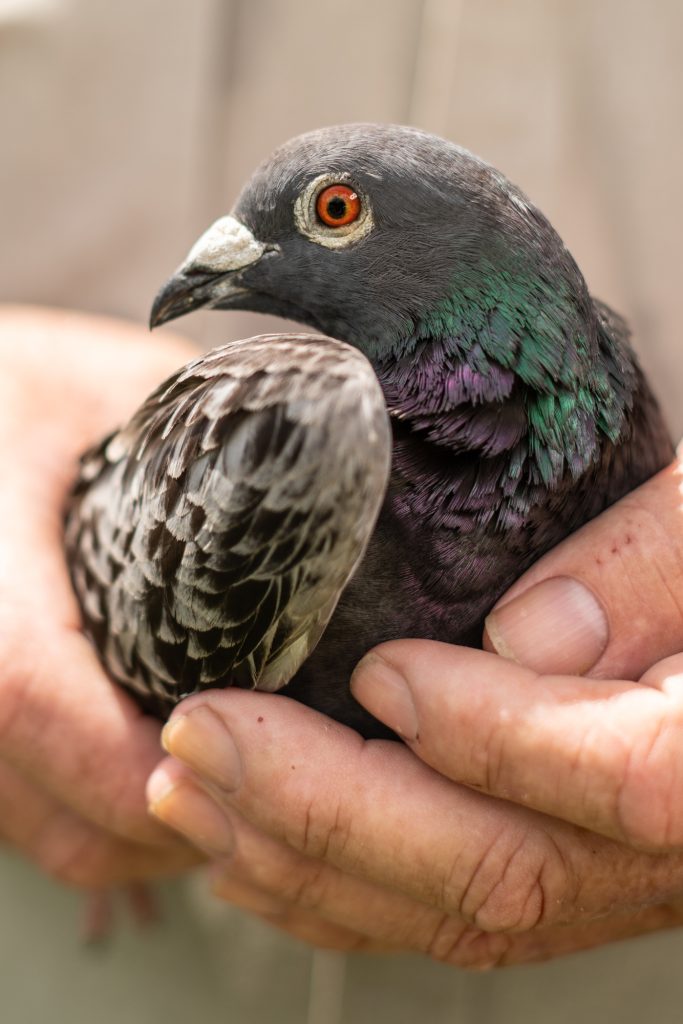 Key west Cuba Pigeon Racing