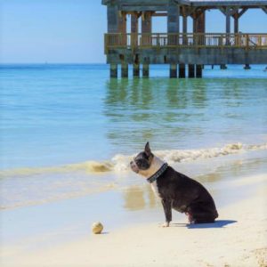 Dog Beach Key West is the only dog-friendly beach 