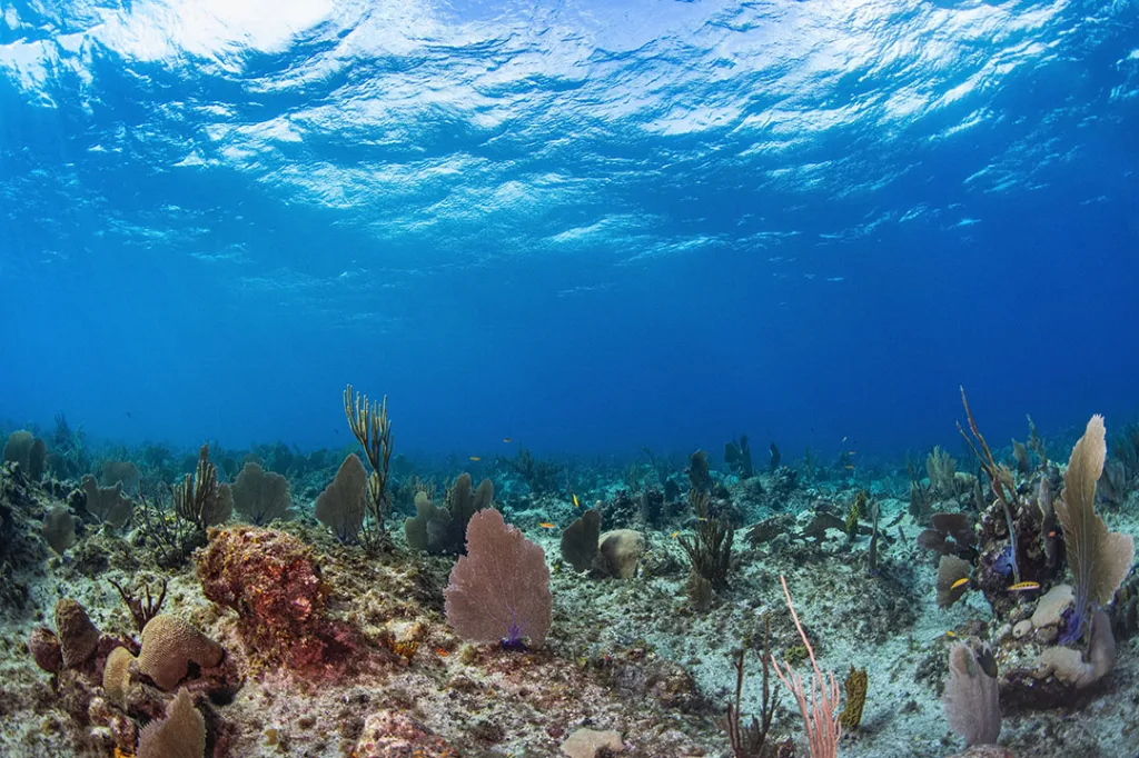 Light of the Reef